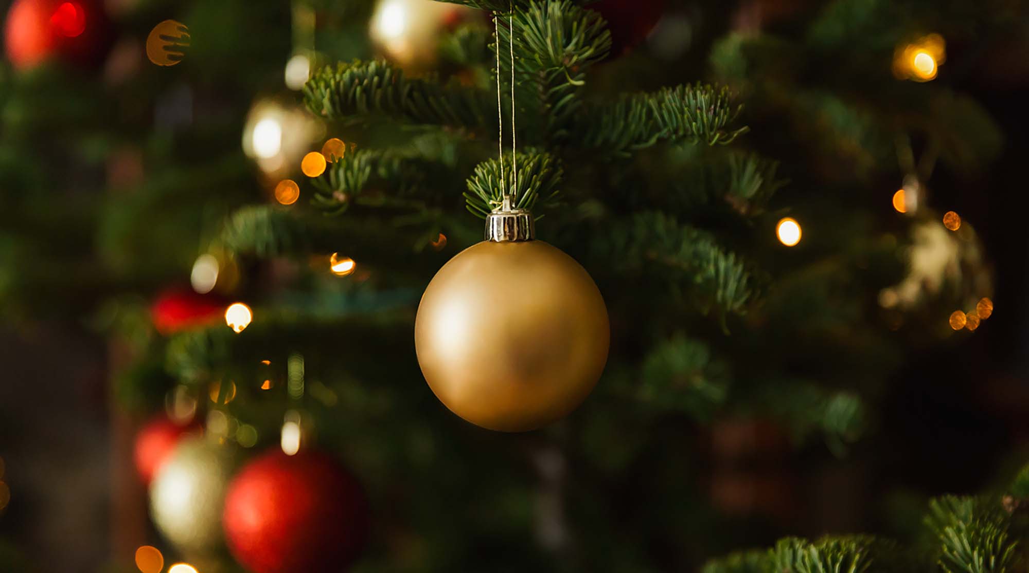 Lonely Christmas Tree Christmas Donation Campaign